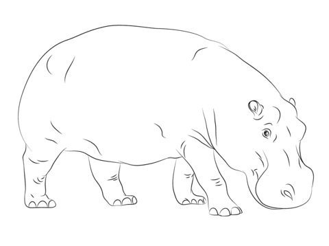 Cute Hippopotamus Coloring Page